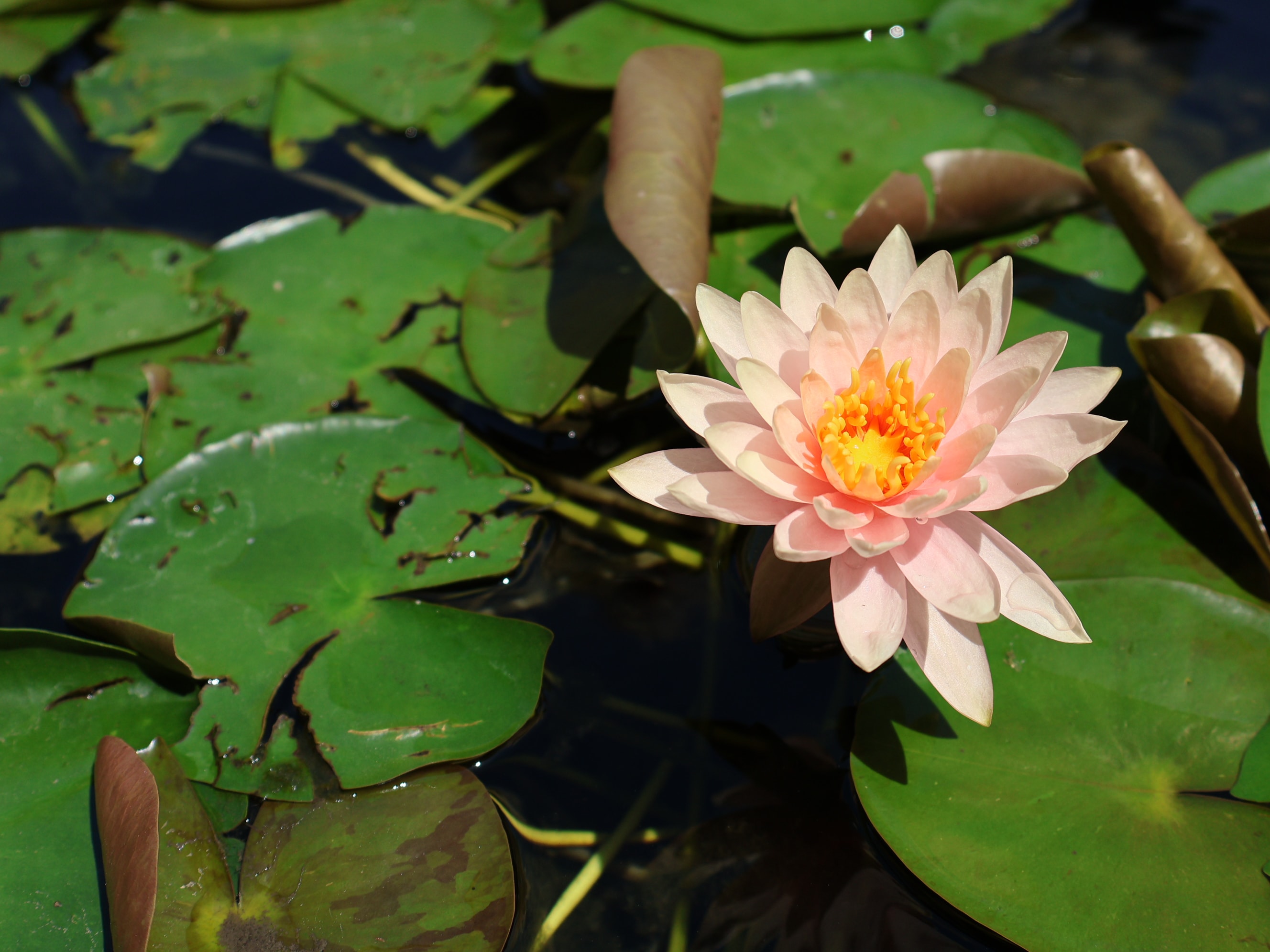 Water Lily Pond
