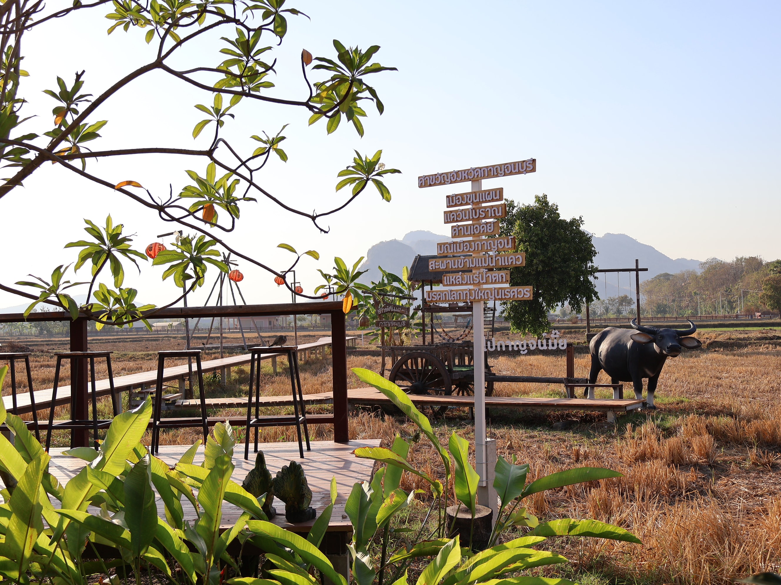 Rice Field Cafe Buffalo