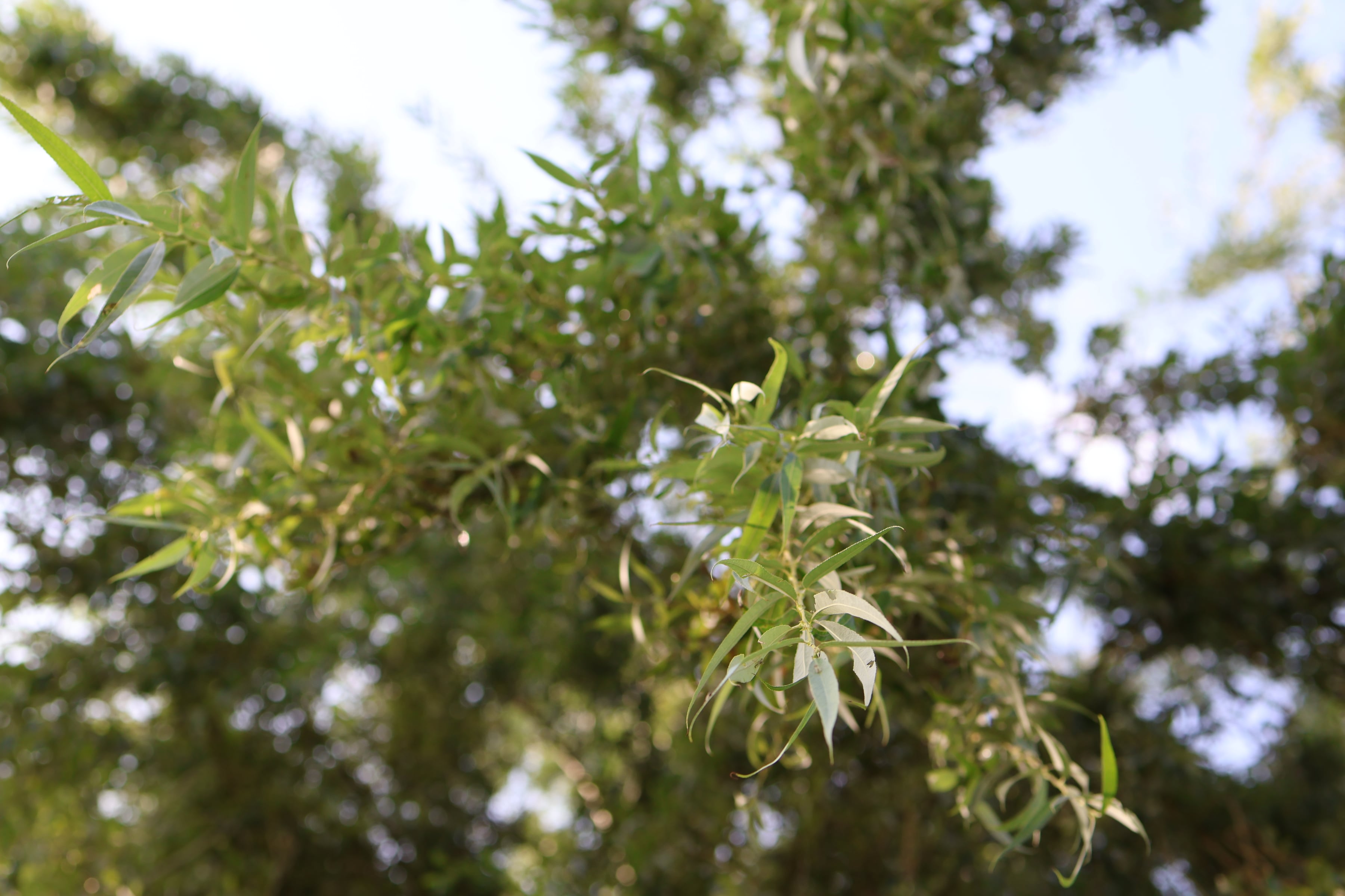 Tree Branch Closeup
