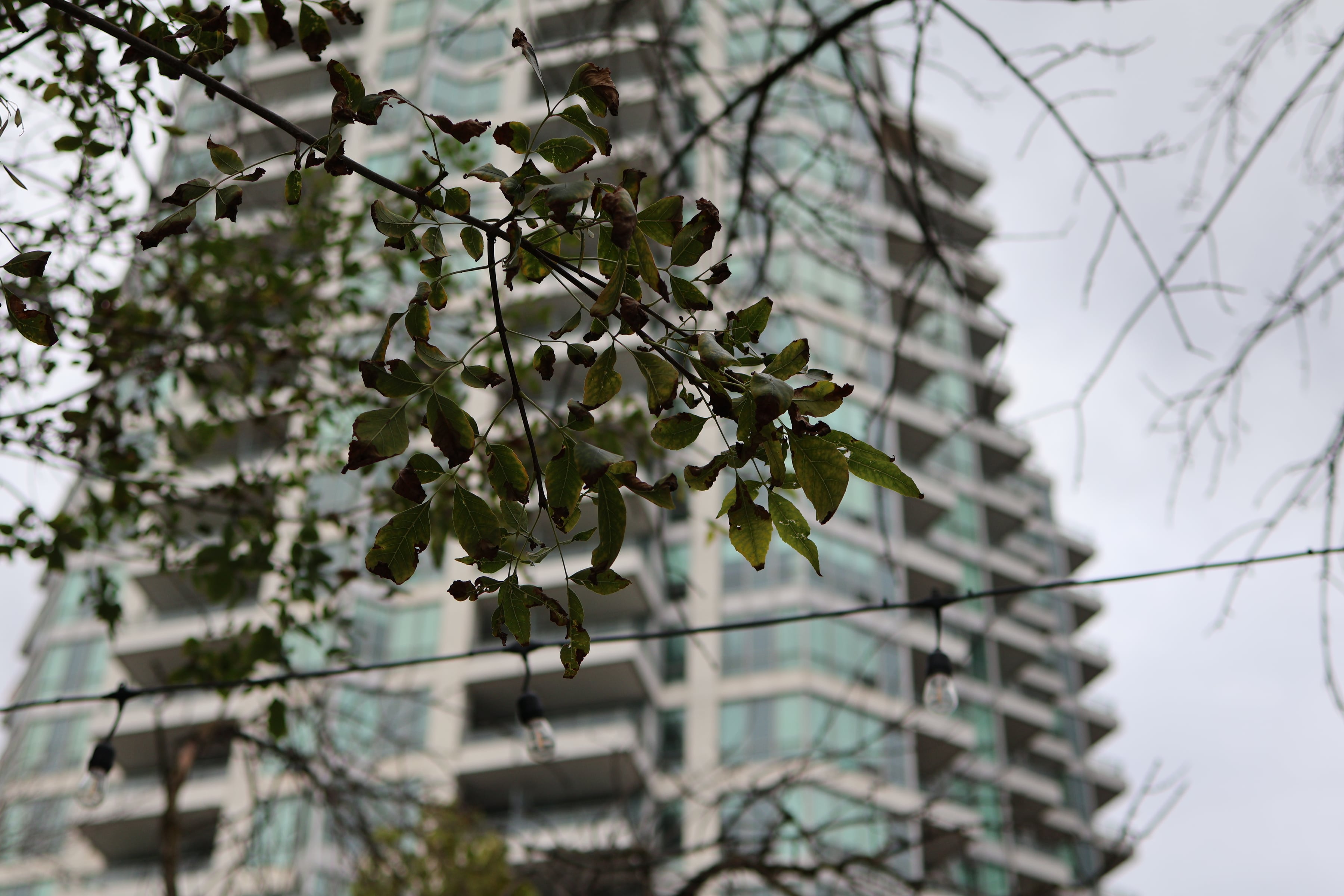 Tree Branch City Building